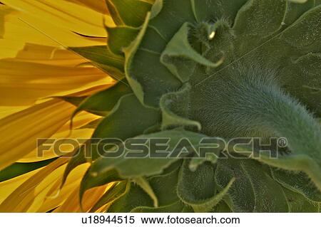 Stock Photography - View from behind of Sunflower - petals and sepals detail . Fotosearch