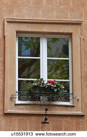 View from below of window, with flowering cyclamen and reflection of trees in glass, and stone wall surround View Large Photo Image Stock Image - View from below of window, with flowering cyclamen and reflection of trees in glass, and stone wall surround. Fotosearch