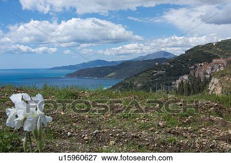 Stock Photo - View of coastline near Pischiotta on sunny spring day, with wild iris in foreground. Fotosearch