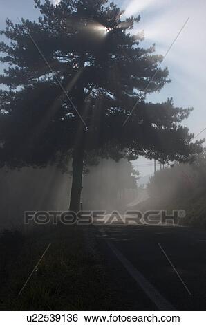 Stock Photograph - View of evergreen tree at side of winding road in early morning fog, with sunburst view of sun behind tree. Fotosearch