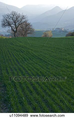 Stock Photo -  View of farmer's fields with early crops in springtime, valley and distant mountains beyond, Le Marche, Italy. Fotosearch