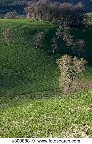 Stock Photo -  View of farmer's fields with early crops in springtime, Le Marche, Italy. Fotosearch