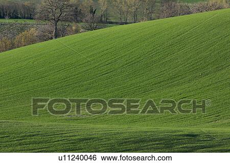 View of farmer's fields with early crops in springtime, Le Marche, Italy View Large Photo Image Stock Photograph - View of farmer's fields with early crops in springtime, Le Marche, Italy. Fotosearch