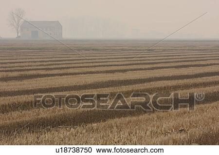 Stock Image - View of farmhouse and trees, misty winter morning, across mown fields of wheat creating light and dark stripes in Po valley. Fotosearch