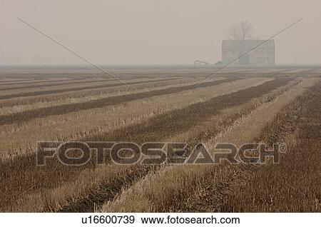 View of farmhouse and trees, misty winter morning, across mown fields of wheat creating light and dark stripes in Po valley View Large Photo Image Stock Photo - View of farmhouse and trees, misty winter morning, across mown fields of wheat creating light and dark stripes in Po valley. Fotosearch