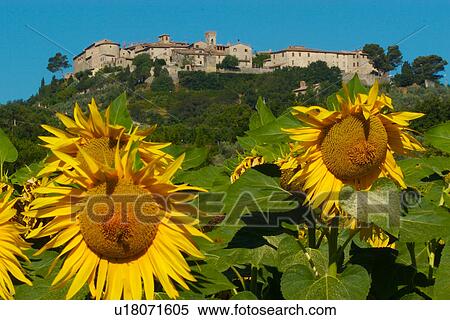 View of hilltop town with sunflower field in foreground View Large Photo Image Stock Photography - View of hilltop town with sunflower field in foreground. Fotosearch