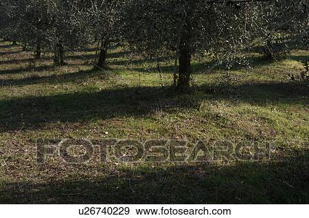 View of Italian olive grove in early morning winter light with long shadows cast on grass View Large Photo Image Stock Photo - View of Italian olive grove in early morning winter light with long shadows cast on grass . Fotosearch