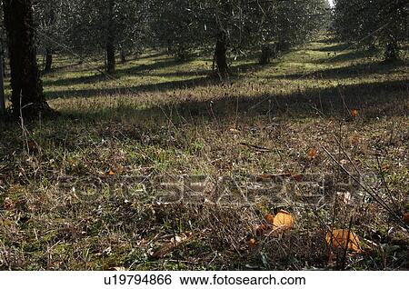 Stock Photograph - View of Italian olive grove in early morning winter light with long shadows cast on grass and orange leaves in foreground. Fotosearch