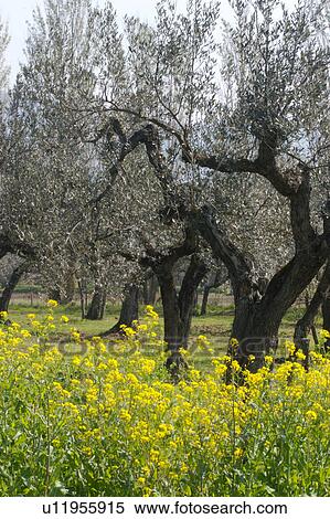 View of olive grove, with rows of gnarled olive trees with yellow flowers growing wild in foreground View Large Photo Image Stock Photography - View of olive grove, with rows of gnarled olive trees with yellow flowers growing wild in foreground. Fotosearch