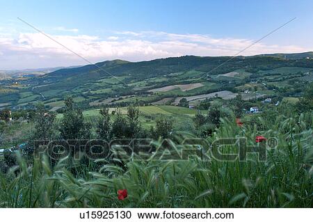 view of Tiber valley and fields with wild wheat and red poppies in foreground View Large Photo Image Stock Image - view of Tiber valley and fields with wild wheat and red poppies in foreground. Fotosearch
