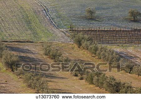 Stock Image - View of Tiber Valley, in early morning winter sun, fields and farmland with rows of olive trees, bare grapevines and light dusting of snow. Fotosearch
