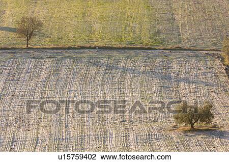 Stock Image - View of Tiber Valley, in early morning winter sun, fields and farmland with 2 trees and light dusting of snow. Fotosearch