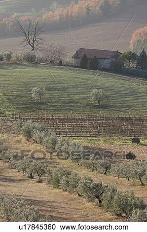 View of Tiber Valley, in early morning winter sun, fields and farmland with house and bare grapevines View Large Photo Image Stock Image - View of Tiber Valley, in early morning winter sun, fields and farmland with house and bare grapevines . Fotosearch