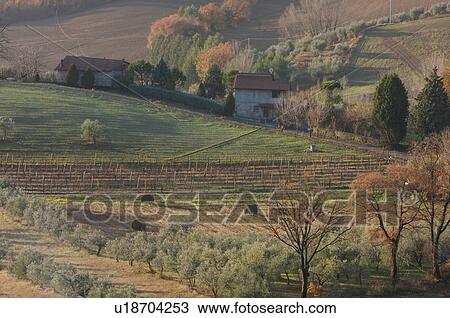 Stock Image - View of Tiber Valley, in early morning winter sun, fields and farmland with houses and grapevines in background. Fotosearch