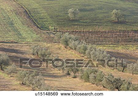 View of Tiber Valley, in early morning winter sun, fields and farmland with 2 trees, rows of olive trees and bare grapevines View Large Photo Image Stock Photo - View of Tiber Valley, in early morning winter sun, fields and farmland with 2 trees, rows of olive trees and bare grapevines. Fotosearch
