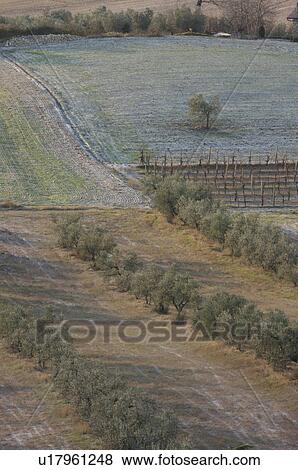 View of Tiber Valley, in early morning winter sun, fields and farmland with rows of olive trees and light dusting of snow View Large Photo Image Stock Photo - View of Tiber Valley, in early morning winter sun, fields and farmland with rows of olive trees and light dusting of snow. Fotosearch