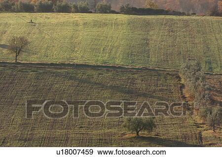 View of Tiber Valley, in early morning winter sun, fields and farmland with 2 trees View Large Photo Image Stock Photo - View of Tiber Valley, in early morning winter sun, fields and farmland with 2 trees. Fotosearch