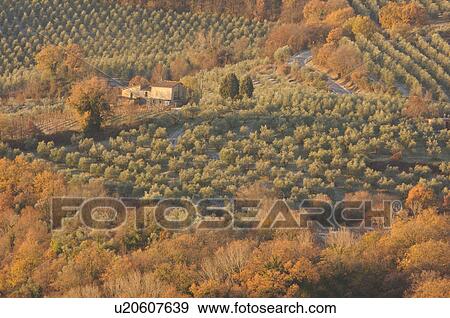 View of Tiber Valley, in early morning golden winter sun, fields and farmland with light dusting of snow View Large Photo Image Stock Photo - View of Tiber Valley, in early morning golden winter sun, fields and farmland with light dusting of snow. Fotosearch