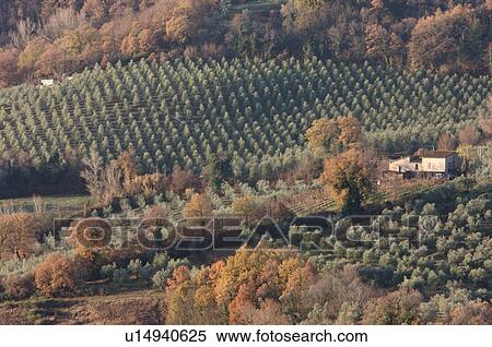 Stock Photography - View of Tiber Valley, in early morning winter sun, fields and farmland with houses in background. Fotosearch