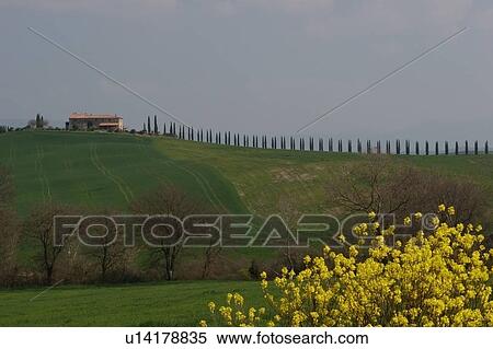 View of Tuscan hill top farm house with row of cypress trees on crest, yellow broom in foreground View Large Photo Image Stock Photography - View of Tuscan hill top farm house with row of cypress trees on crest, yellow broom in foreground. Fotosearch