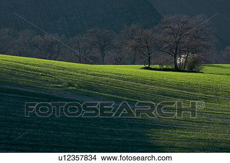 view of vineyards in winter with bare vines forming diagonal pattern in winter sunlight View Large Photo Image Picture - view of vineyards in winter with bare vines forming diagonal pattern in winter sunlight. Fotosearch