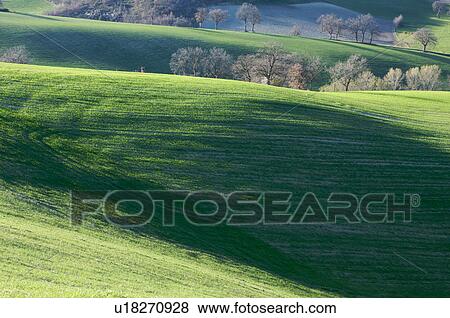 Stock Photo - view of vineyards in winter with bare vines against blue sunny sky and white clouds. Fotosearch