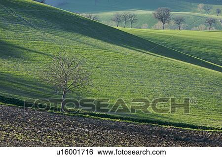 Stock Photograph - view of vineyards in winter with bare vines with blue sunny sky in distance. Fotosearch