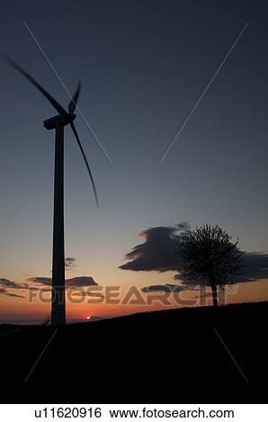 view of wind turbine and olive tree, silhouetted, on grassy hill, in Southern Italy in late afternoon sun, against blue sky View Large Photo Image Stock Photograph - view of wind turbine and olive tree, silhouetted, on grassy hill, in Southern Italy in late afternoon sun, against blue sky. Fotosearch
