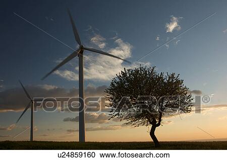 view of wind turbines and olive tree, on grassy hill, in Southern Italy at sunset, against blue sky View Large Photo Image Stock Image - view of wind turbines and olive tree, on grassy hill, in Southern Italy at sunset, against blue sky. Fotosearch
