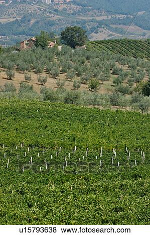 Vineyards with olive grove in distance, landscape view View Large Photo Image Stock Photo - Vineyards with olive grove in distance, landscape view. Fotosearch
