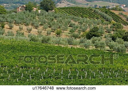 Vineyards with olive grove in distance, landscape view View Large Photo Image Stock Photo - Vineyards with olive grove in distance, landscape view. Fotosearch