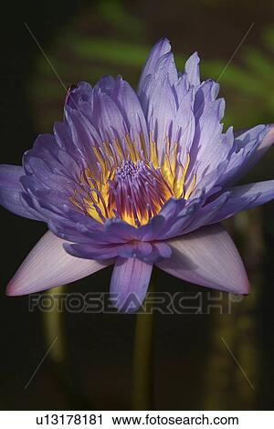 Water lily close-up, purple petals with yellow centre View Large Photo Image Stock Image - Water lily close-up, purple petals with yellow centre. Fotosearch