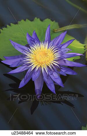 Water lily on green leaf, purple petals with yellow centre, with reflection View Large Photo Image Picture - Water lily on green leaf, purple petals with yellow centre, with reflection. Fotosearch