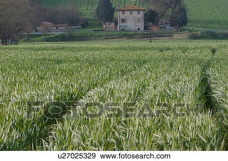 Stock Photo - Wheat fields in foreground, and farm buildings beyond, with hills behind, in early morning light. Fotosearch
