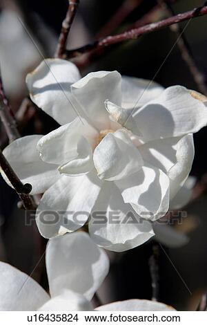 Picture - White Magnolia blossoms. Fotosearch