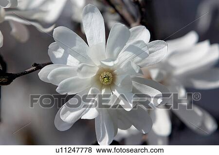 White Magnolia blossoms View Large Photo Image Stock Photo - White Magnolia blossoms. Fotosearch