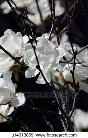 Stock Photography - White Magnolia blossoms. Fotosearch