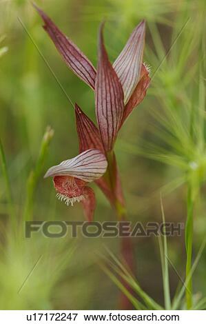 Stock Photo - Wild Flower in Southern Italy. Fotosearch