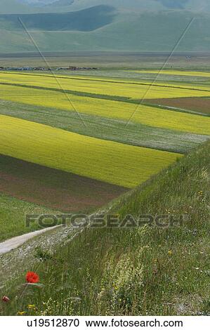 Stock Image - Winding path through lentil fields and rapeseed, Piano Grande, Umbria, Italy. Fotosearch