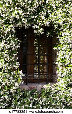 window, barred with metal railings, framed by flowering jasmine in early summer, late afternoon light, seen from public street View Large Photo Image Stock Image - window, barred with metal railings, framed by flowering jasmine in early summer, late afternoon light, seen from public street. Fotosearch