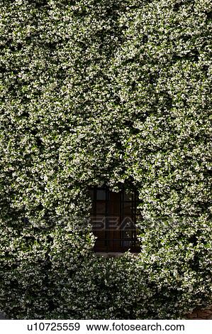 window, barred with metal railings, framed by flowering jasmine in early summer, late afternoon light, seen from public street View Large Photo Image Stock Photo - window, barred with metal railings, framed by flowering jasmine in early summer, late afternoon light, seen from public street. Fotosearch