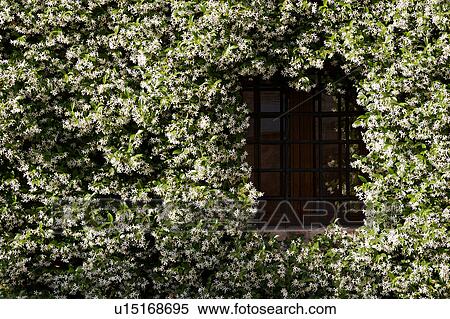 Stock Photography - window, barred with metal railings, framed by flowering jasmine in early summer, late afternoon light, seen from public street. Fotosearch