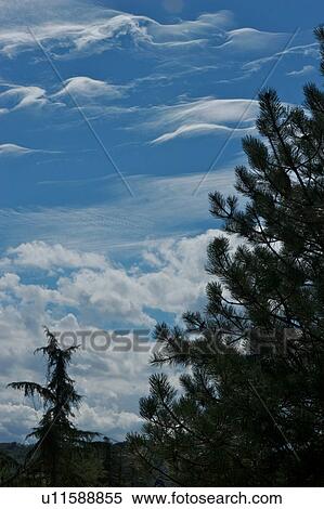 Stock Photography - Wispy clouds and blue sky with pine trees. Fotosearch