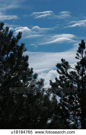 Stock Photography - Wispy clouds and blue sky with pine trees. Fotosearch