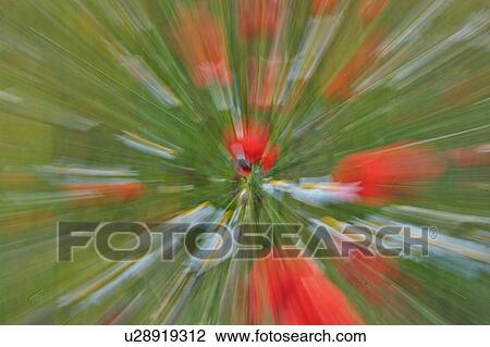 Stock Image - Woman on ladder: Olive harvesting by hand, Italy. Fotosearch