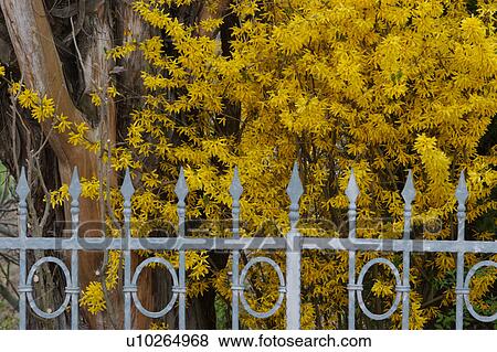 yellow forsythia bush in flower behind ornate silver metal railing fence and brown tree trunk at side View Large Photo Image Stock Photo - yellow forsythia bush in flower behind ornate silver metal railing fence and brown tree trunk at side. Fotosearch
