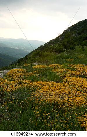 Picture - Yellow wild flowers on mountainside, landscape view of mountains before evening storm. Fotosearch
