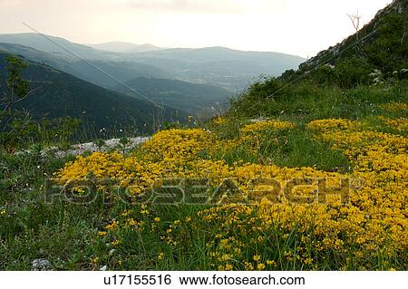 Yellow wild flowers on mountainside, landscape view of mountains before evening storm View Large Photo Image Stock Photograph - Yellow wild flowers on mountainside, landscape view of mountains before evening storm. Fotosearch
