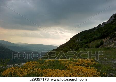 Stock Photograph - Yellow wild flowers on mountainside, landscape view of mountains before evening storm. Fotosearch