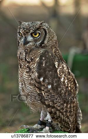 Stock Photo - Young short-eared owl on tree stump. Fotosearch
